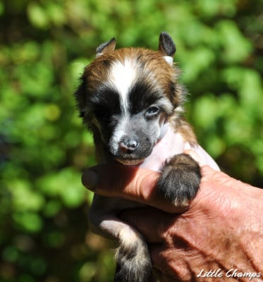 Les chiots de Chien chinois à crête
