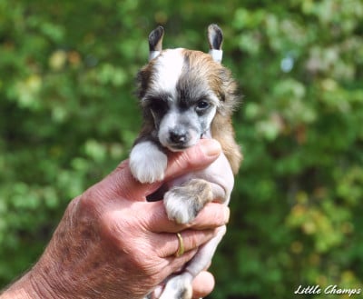 Les chiots de Chien chinois à crête