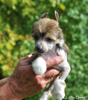 Les chiots de Chien chinois à crête