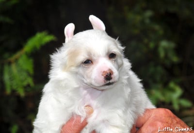 Les chiots de Chien chinois à crête