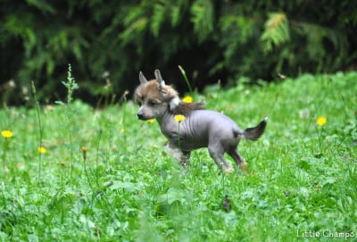 Les chiots de Chien chinois à crête