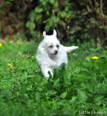 Les chiots de Chien chinois à crête