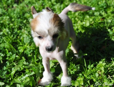 Les chiots de Chien chinois à crête
