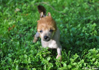 Les chiots de Chien chinois à crête