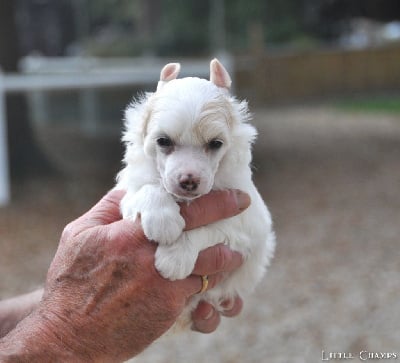 Les chiots de Chien chinois à crête