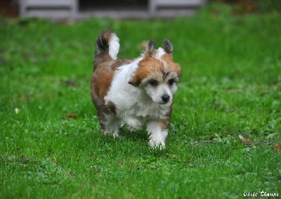 Les chiots de Chien chinois à crête