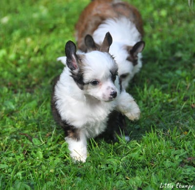 Les chiots de Chien chinois à crête