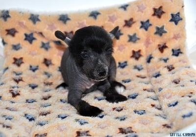 Les chiots de Chien chinois à crête