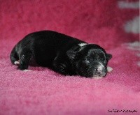 Little Champs - Chien chinois à crête - Portée née le 29/12/2018
