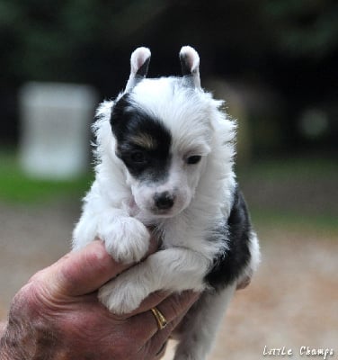 Les chiots de Chien chinois à crête