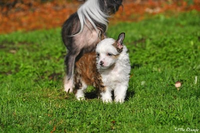 Les chiots de Chien chinois à crête
