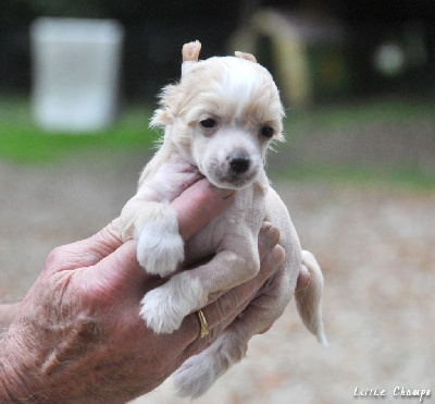 Les chiots de Chien chinois à crête