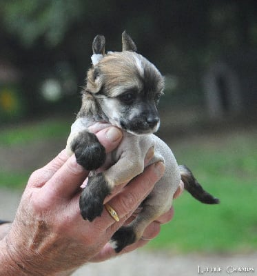 Les chiots de Chien chinois à crête