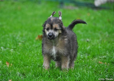 Les chiots de Chien chinois à crête