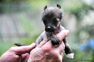 Les chiots de Chien chinois à crête
