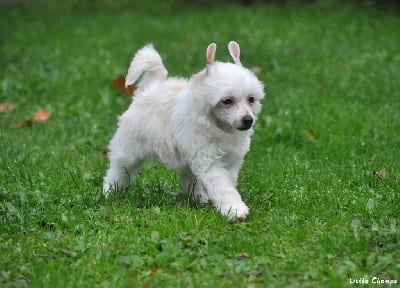 Les chiots de Chien chinois à crête
