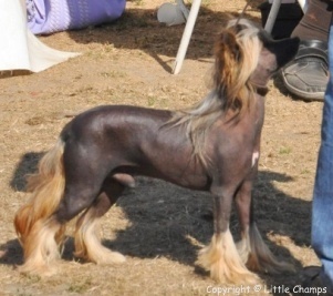 Besta cheina doll stars acro - 1 er Exc. CACS