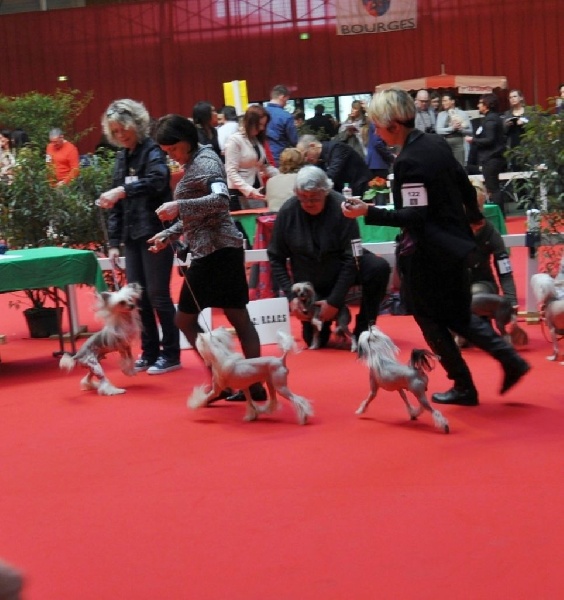 CH. Hoffman dustin Little Champs - Excellent