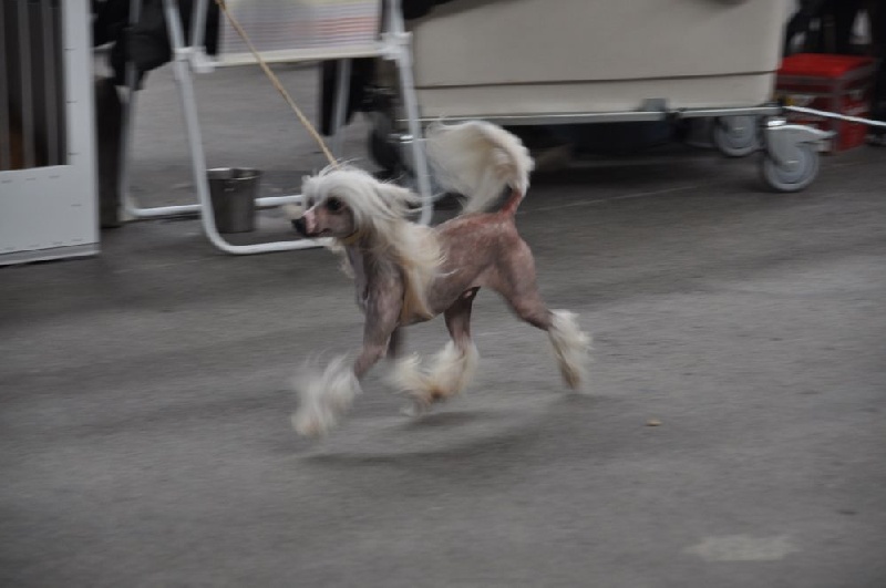 CH. Hoffman dustin Little Champs - 2ème Exc. RCACS - RCACIB