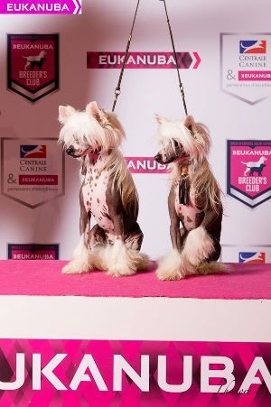 CH. Hoffman dustin Little Champs - 1er TB