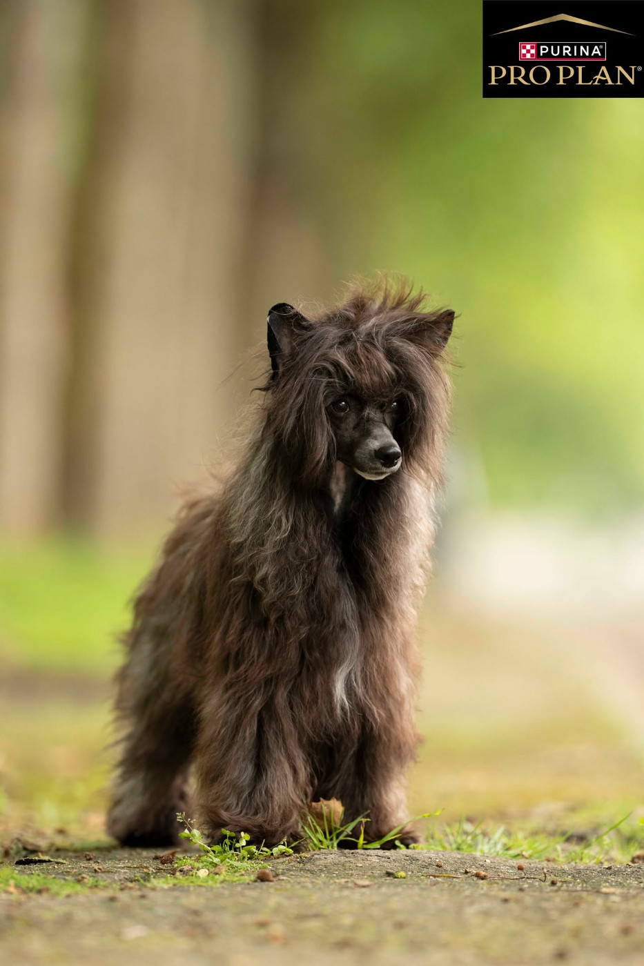 Atlas Little Champs - 1er Exc. -CACIB Jeune - BOB Jeune