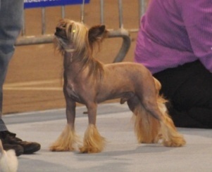Besta cheina doll stars acro - 1 er Exc. CAC / CACIB / BOB