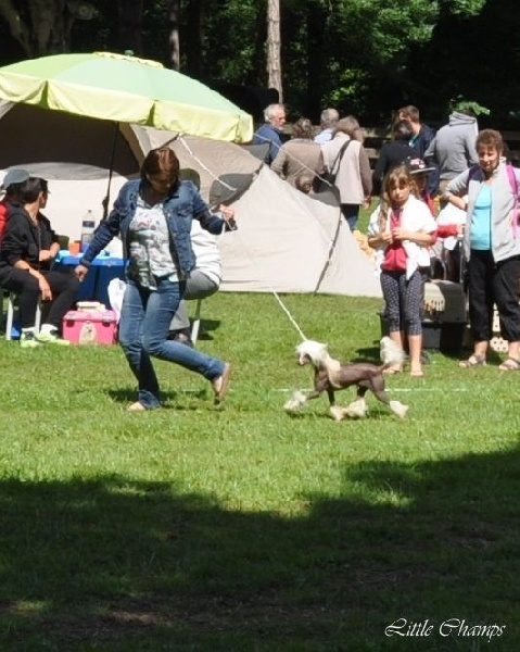 CH. Hoffman dustin Little Champs - 1ère Exc. CACS - BOS