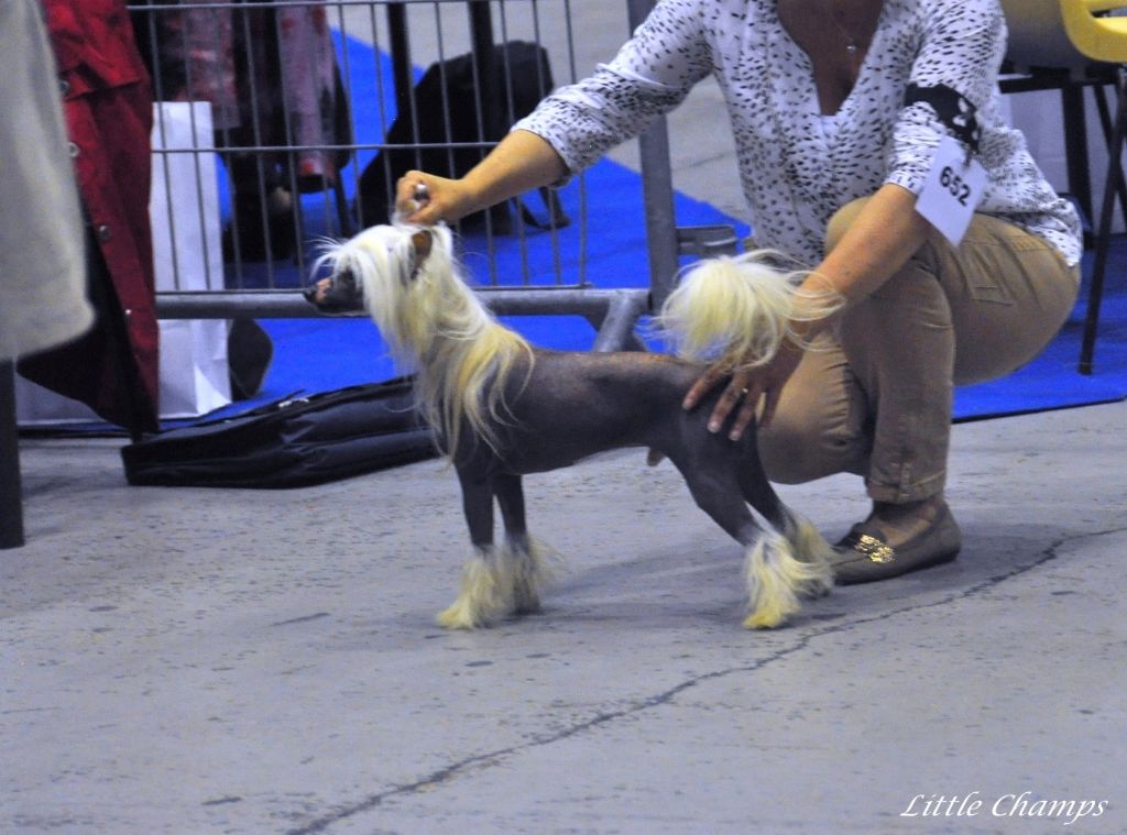 CH. Hoffman dustin Little Champs - 1er Excellent CACS - Champion des Expositions Nationales