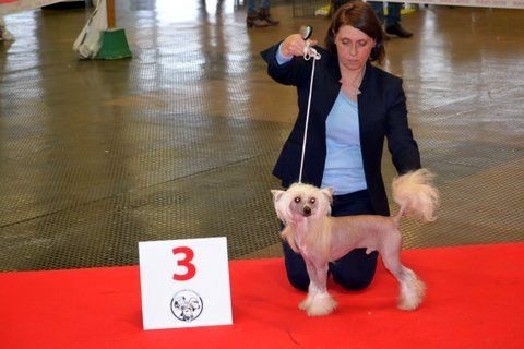 CH. Hoffman dustin Little Champs - 3ème Excellent