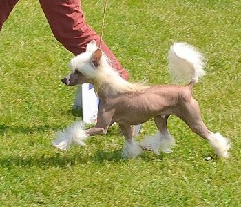 CH. Hoffman dustin Little Champs - 1er Exc. CACS