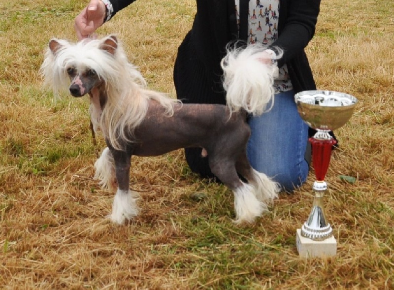 CH. Hoffman dustin Little Champs - 1er Exc. CACS - Meilleur de Race (BOB)