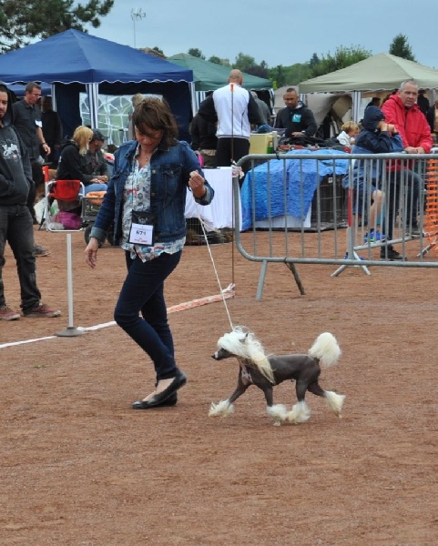 CH. Hoffman dustin Little Champs - 1er Exc. CACS