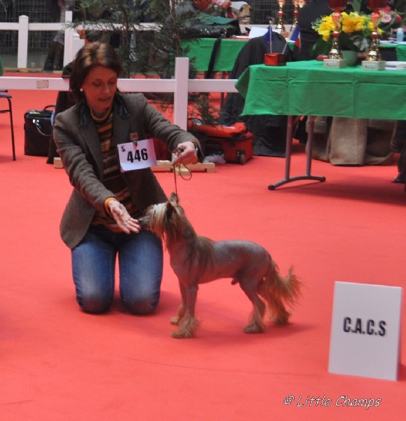 Besta cheina doll stars acro - 1er Excellent - CACS