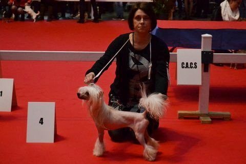 CH. Hoffman dustin Little Champs - 4ème Excellent