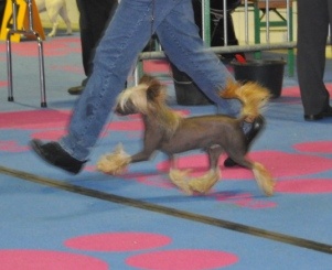 Besta cheina doll stars acro - 2 ème Exc - RCACL