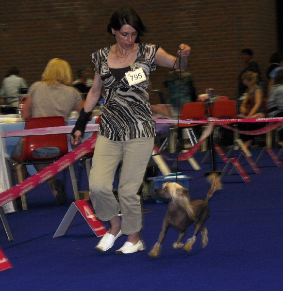 CH. Idylle Little Champs - 1 er Exc. Classe Intermédiaire