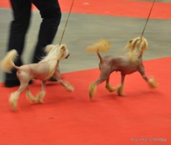 CH. Idylle Little Champs - 1er Exc. CAC/RCACIB