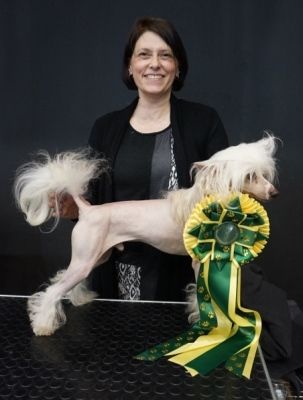 CH. Hoffman dustin Little Champs - 1er Exc. CAC - CACIB - BOB