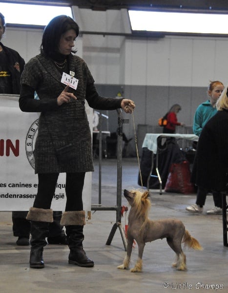 CH. Idylle Little Champs - 3 ème Exc.