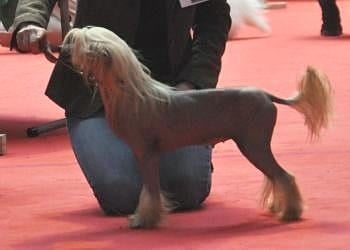 CH. Idylle Little Champs - 1ère Excellent - CACS - BOB