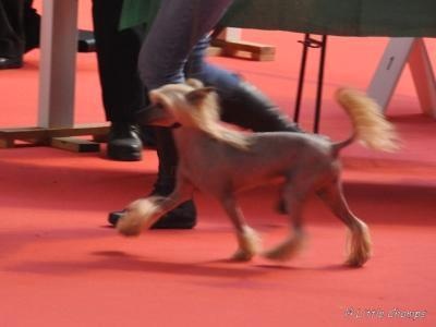 CH. Idylle Little Champs - 1ère Excellent - CACS