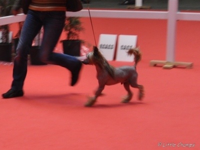 Besta cheina doll stars acro - Exc.