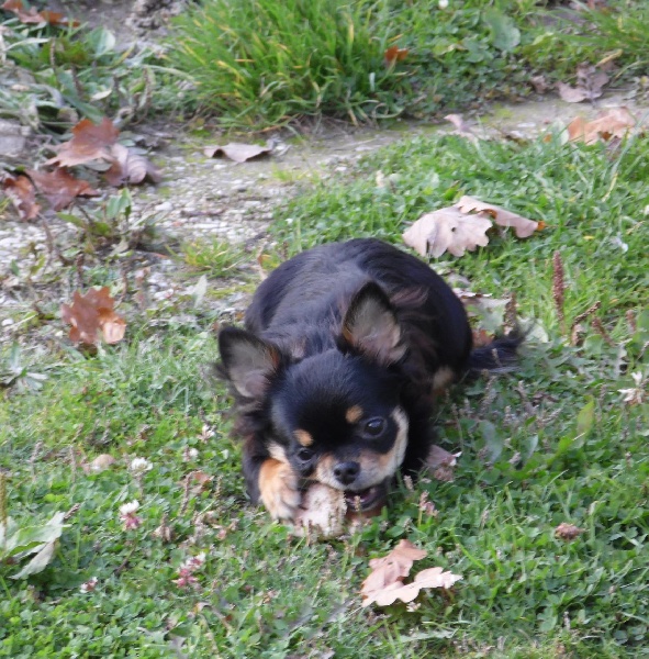 Laurette Du clos des bleuettes