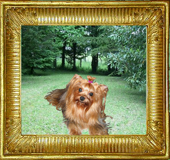 Publication : Du clos des bleuettes Auteur : Bleuette Grélaud