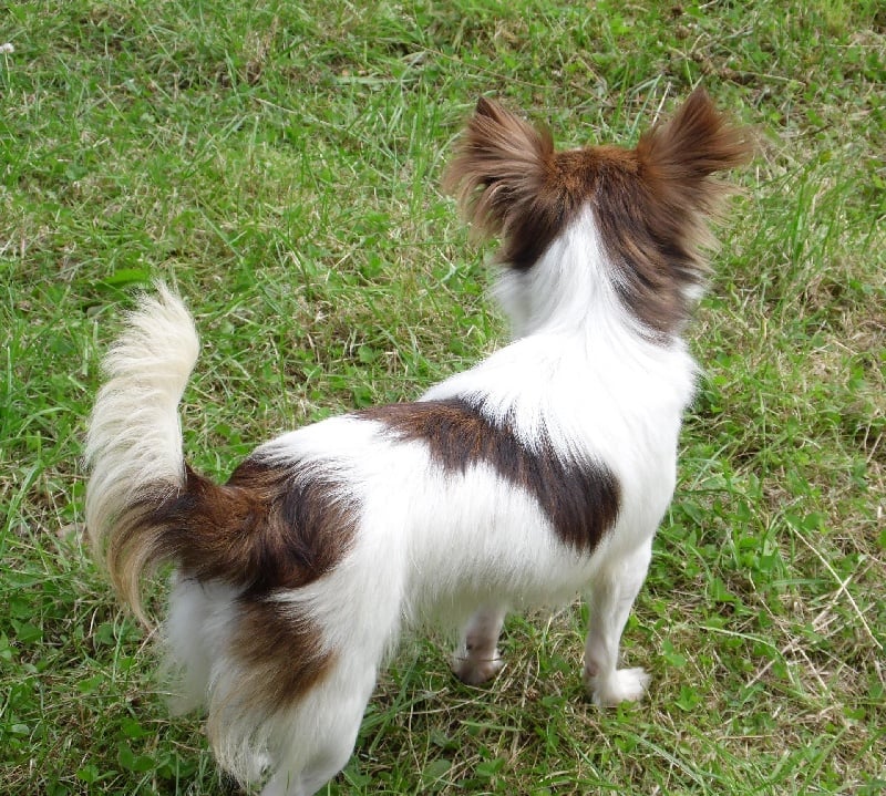 Isadora Du clos des bleuettes