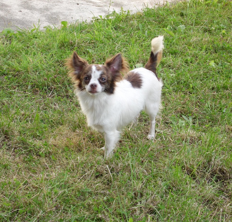 Isadora Du clos des bleuettes