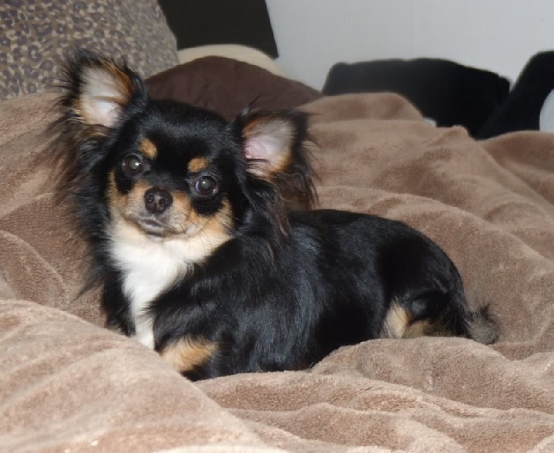 Laurette Du clos des bleuettes