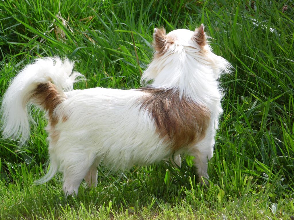 Lolita Du clos des bleuettes