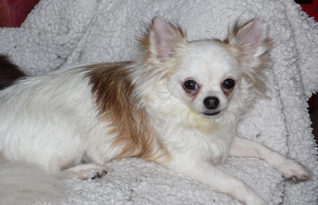 Lolita Du clos des bleuettes