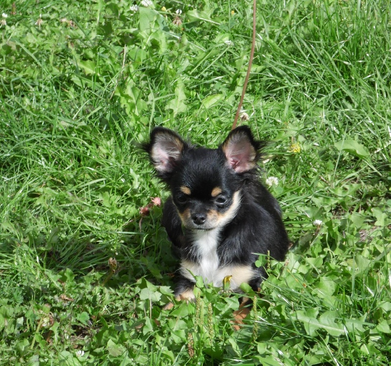 Laurette Du clos des bleuettes